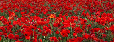 Field of poppies